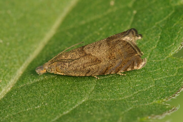 The round-winged drill , dichrorampha simpliciana, is small  leafroller moth which can be found in many gardens