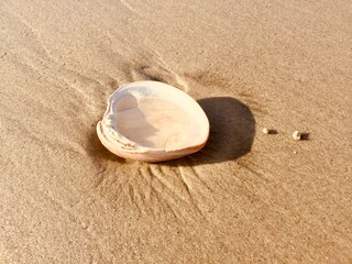 Fototapeta na wymiar Seashell on the beach. Myrtle Beach shell collection.