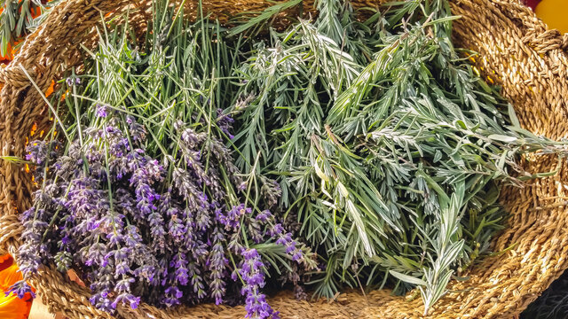 Closeup shot of picked lavender and rosemary plants, placed neatly in a handwoven basket, taken in fields of Bellechasse