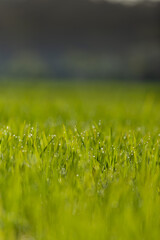 Rice field in a sunny day.