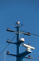 communication antennas and seagull on the ship, luxury yacht,