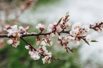 Obraz premium A branch of blossoming apricots is covered snow with late April, early March. The concept of abnormal weather, global warming and displacement of climatic zones.