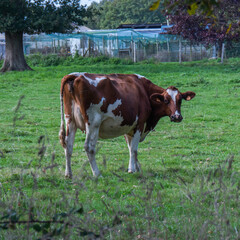 Fototapeta na wymiar Une vache tranquille dans un champs