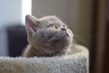 British Shorthair Cat