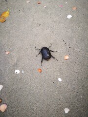 beetle on the sand