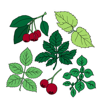 Set of hand drawn different berries and leaves. Colored isolated nature vector illustration	

