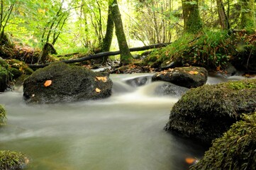 FOREST DREAM