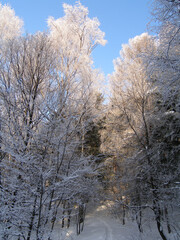 Winter in Little Beskids in Poland