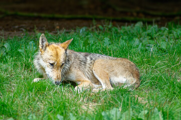 Naklejka na ściany i meble Un loup seul, couché dans l'herbe