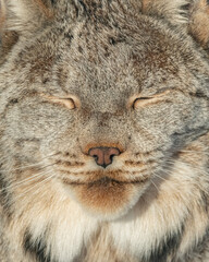 A beautiful, stunning lynx with its eyes closed and full face in frame seen in Canada, northern Yukon Territory. 