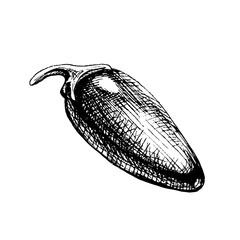 Whole pepper jalapeno. Vector vintage hatching black illustration.