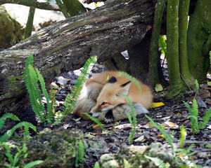 Red Fox Stock Photos. Red Fox close-up profile view under a log with foliage foreground  in its environment and habitat displaying bushy fox tail and fur. Fox Image. Picture. Portrait.