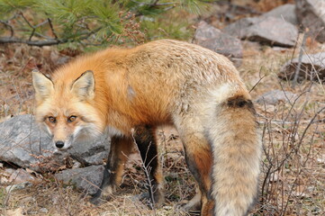 Red Fox stock photos. Fox Image. Picture. Portrait. Close-up profile view in the forest during the autumn season displaying fluffy and bushy tail and enjoying the sun in its environment and habitat.