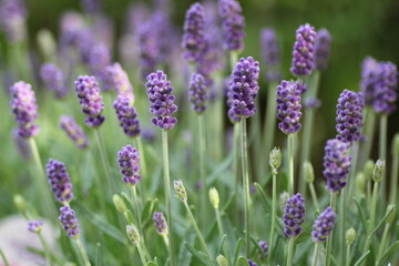ラベンダーの花