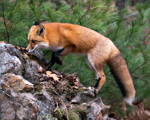 Red Fox photo stock. Fox image. Fox picture. Fox portrait. Fox  standing on moss rock with pine...
