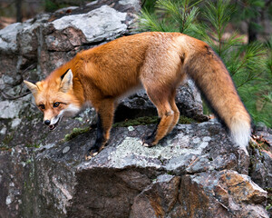 Red Fox photo stock. Red fox close-up profile view standing on a big moss rock with a pine tree...