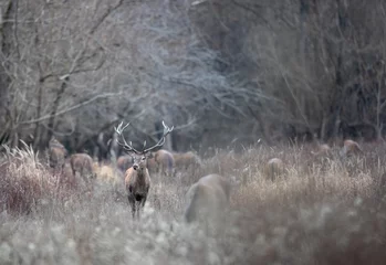 Foto op Aluminium Herd of red deer and hinds in forest in winter © Budimir Jevtic