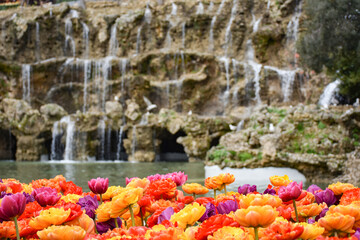 Flower background. Beautiful colorful bouquet. Istanbul spring gardens. Istanbul tulip festival (Turkish: Istanbul Lale Festivali).