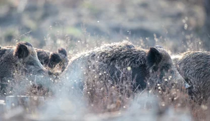 Foto op Plexiglas Group of wild boars in forest © Budimir Jevtic