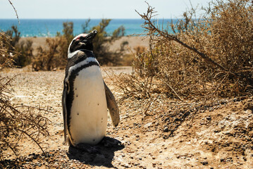 Magellanic Penguin posing, Punta Tombo, Patagonia, Argentina.