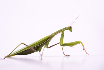 European Praying Mantis female or Mantis religiosa close up against white background.