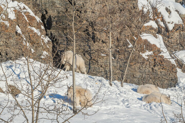Group of fluffy mountain goats seen on the side of a snowy rock face mountain cliff in northern...