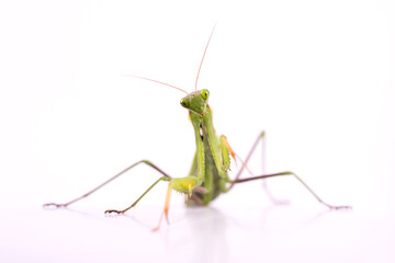 European Praying Mantis female or Mantis religiosa close up against white background.