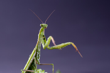 European Praying Mantis female or Mantis religiosa close up against dark background.