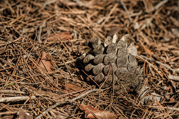 Macro close up shot of mushrooms and undergrowth in nature
