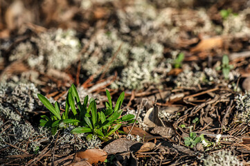 Macro close up shot of mushrooms and undergrowth in nature