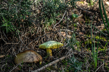Macro close up shot of mushrooms and undergrowth in nature