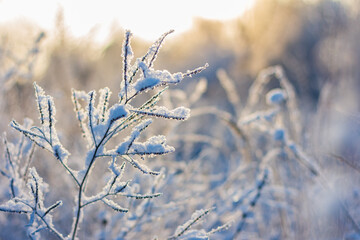 Hoarfrost herbs on cold winter morning