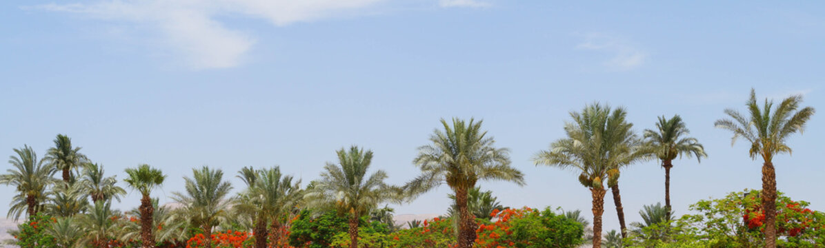 Palm trees against blue sky background in Luxor Egypt banner