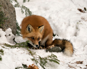 Red Fox Stock Photos. Fox Image. Picture. Portrait. Close-up profile view in the winter season in its environment and habitat with snow background displaying bushy fox tail, fur. Fox Image. Picture. 