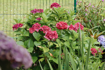 bush of red hydrangea next to other flowers in the garden
