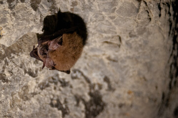 bat in a cave