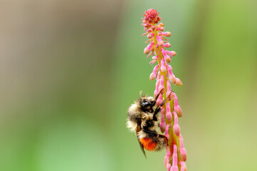Bumblebee on Fireweed, Glacier Bay, Alaska