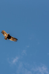 vuelo