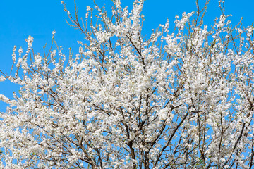 crown of blooming cherry on a background of blue sky.