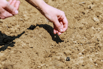 A gardeners hands sowing seeds in shallow furrow.