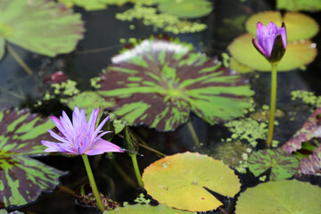Beautiful purple water lilies surrounded by green leaves