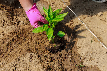 Planting sweet pepper seedlings in the ground. Ecology. Farmer planting young seedlings. Agriculture.