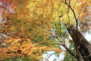 紅葉