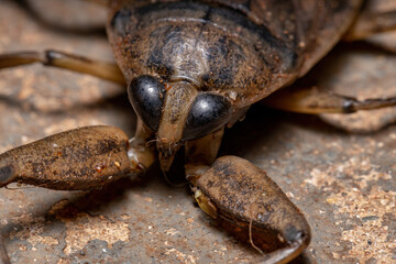 Adult Giant Water Bug