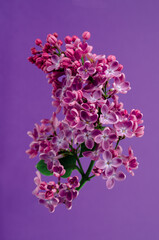 Beautiful blooming lilac branch on a same color background. Minimalistic floral composition.
