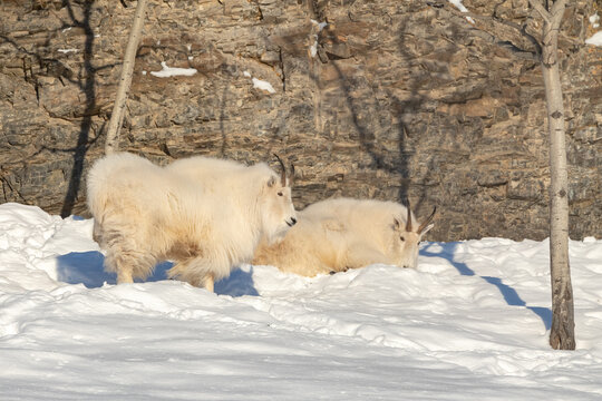 Two Adult Fluffy White Mountain Goats Seen In Winter Time With Snowy, Snow Covered Rock Side, Cliff Face And Birch Tree In View. Goat Laying Down And Standing In Winter. 