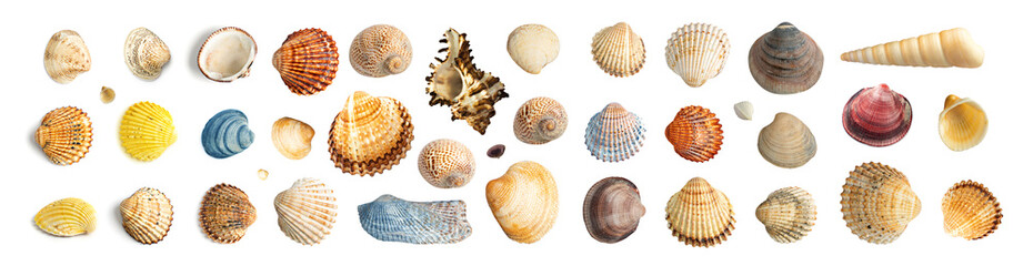 Multicolored Seashells Collection Isolated on White Background - obrazy, fototapety, plakaty