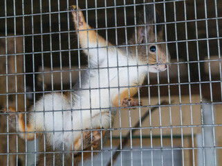 little fluffy the squirrel in the cage of zoo