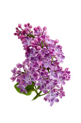 Beautiful blooming lilac branch isolated on white