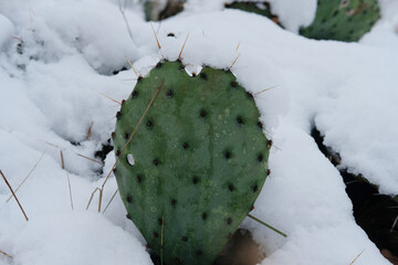 Snow on green prickly pear cactus plant in Texas landscape during cold season.
